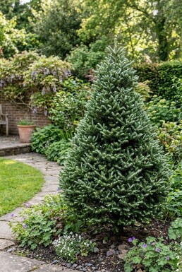 Abies koreana 'Silberlocke' arbuste 20-30 cm C2