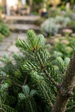 Abies koreana 'Silberlocke' arbuste 20-30 cm C2