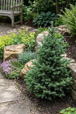 Abies lasiocarpa 'Compacta' arbuste 20-30 cm C2