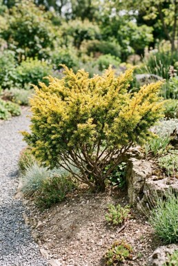 Juniperus communis 'Goldschatz' arbuste 20-25 cm C2