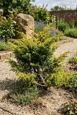 Juniperus communis 'Goldschatz' arbuste 20-25 cm C2