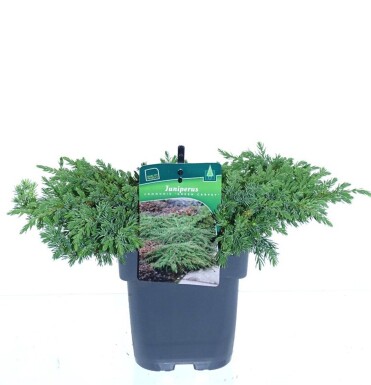Juniperus communis 'Green Carpet' arbuste 30-40 cm C2