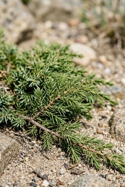Juniperus communis 'Green Carpet' arbuste 30-40 cm C2