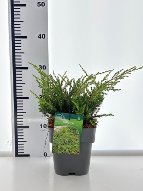 Juniperus communis 'Repanda' arbuste 30-40 cm C2