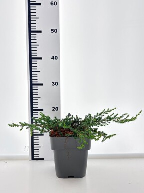 Juniperus communis 'Ristol' arbuste 20-25 cm C2