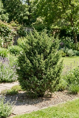 Juniperus communis 'Ristol' arbuste 20-25 cm C2