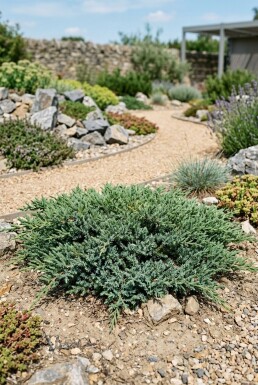 Juniperus conferta 'Schlager' arbuste 20-25 cm C2