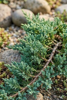 Juniperus horizontalis 'Agnieszka' arbuste 20-25 cm C2