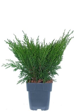 Juniperus horizontalis 'Andorra Compacta' arbuste 30-40 cm C2