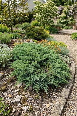 Juniperus horizontalis 'Andorra Compacta' arbuste 30-40 cm C2