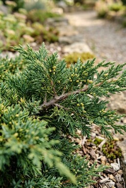 Juniperus horizontalis 'Andorra Compacta' arbuste 30-40 cm C2