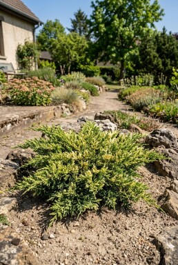 Juniperus horizontalis 'Andorra Variegata' arbuste 30-40 cm C2