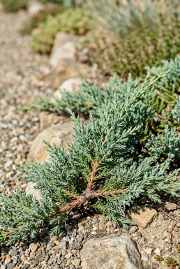 Juniperus horizontalis 'Blue Chip' arbuste 20-25 cm C2