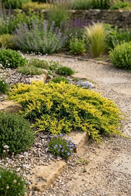 Juniperus horizontalis 'Golden Carpet' arbuste 20-25 cm C2