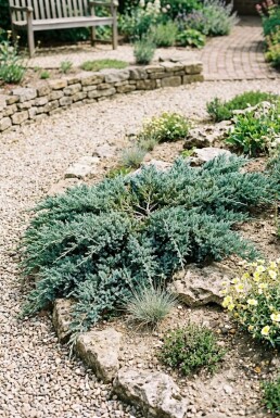 Juniperus horizontalis 'Icee Blue' arbuste 20-25 cm C2