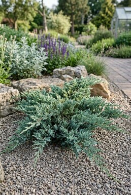 Juniperus horizontalis 'Icee Blue' arbuste 20-25 cm C2