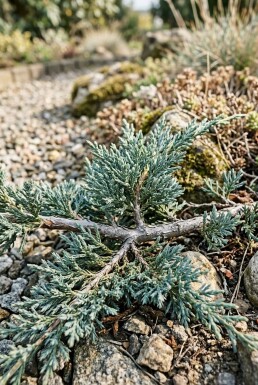 Juniperus horizontalis 'Icee Blue' arbuste 20-25 cm C2