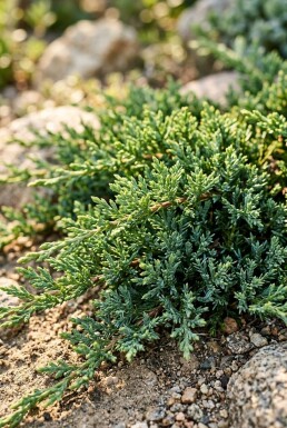 Juniperus horizontalis 'Pancake' arbuste 20-25 cm C2