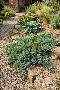 Juniperus horizontalis 'Wiltonii' arbuste 20-25 cm C2