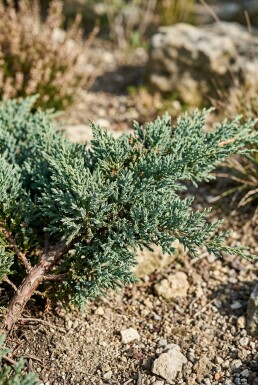 Juniperus horizontalis 'Wiltonii' arbuste 20-25 cm C2