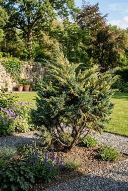 Juniperus pfitzeriana 'Blue and Gold' arbuste 20-25 cm C2