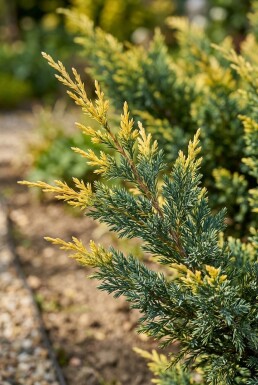 Juniperus pfitzeriana 'Blue and Gold' arbuste 20-25 cm C2