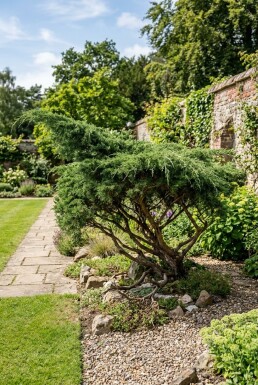 Juniperus pfitzeriana 'Mint Julep' arbuste 20-25 cm C2