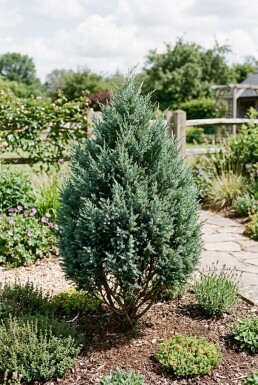 Juniperus 'Blue Chiffon' arbuste 20-25 cm C2