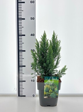 Juniperus 'Blue Chiffon' arbuste 20-25 cm C2