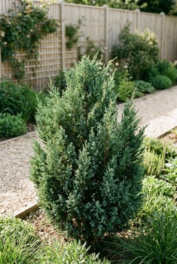 Juniperus 'Blue Chiffon' arbuste 20-25 cm C2