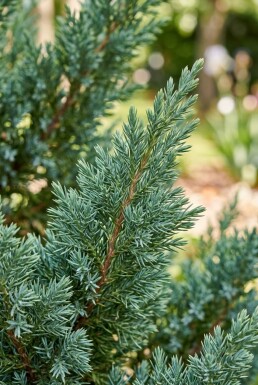 Juniperus 'Blue Chiffon' arbuste 20-25 cm C2