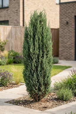 Juniperus communis 'Arnold' arbuste 25-30 cm C2
