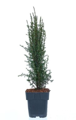 Juniperus communis 'Arnold' arbuste 25-30 cm C2