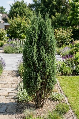Juniperus communis 'Arnold' arbuste 25-30 cm C2