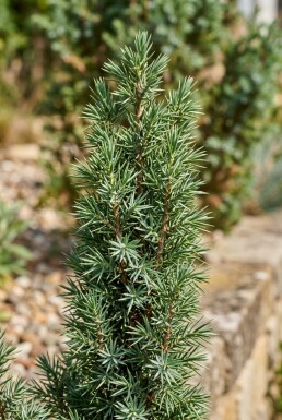 Juniperus communis 'Arnold' arbuste 25-30 cm C2