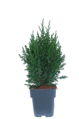 Juniperus chinensis 'Stricta' arbuste 30-35 cm C2