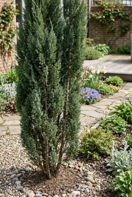 Juniperus chinensis 'Stricta' arbuste 30-35 cm C2