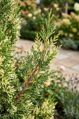 Juniperus chinensis 'Stricta Variegata' arbuste 30-35 cm C2