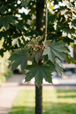 Acer platanoides 'Crimson Sentry' sur tige 80 cm C5