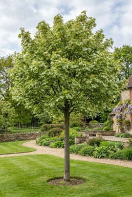Acer platanoides 'Drummondii' sur tige 80 cm C5