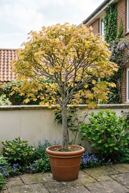 Acer pseudoplatanus 'Brilliantissimum' sur tige 120 cm C5