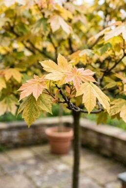 Acer pseudoplatanus 'Brilliantissimum' sur tige 120 cm C5