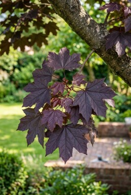 Acer platanoides 'Royal Red' sur tige 80 cm C5