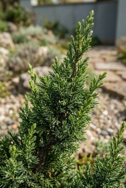 Juniperus communis 'Compressa' arbuste 30-35 cm C2