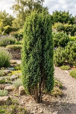 Juniperus communis 'Hibernica' arbuste 30-35 cm C2