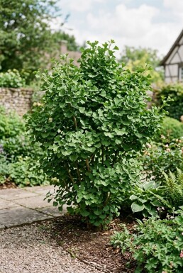 Ginkgo biloba Arbuste 30-40 cm C2