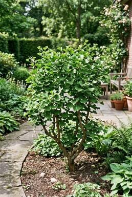Ginkgo biloba Arbuste 30-40 cm C2
