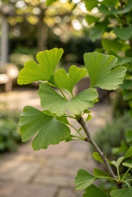 Ginkgo biloba Arbuste 30-40 cm C2