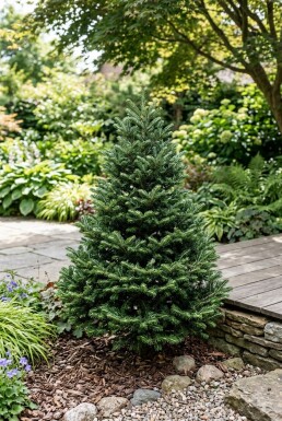 Abies koreana 'Brillant' arbuste 50-60 cm C3