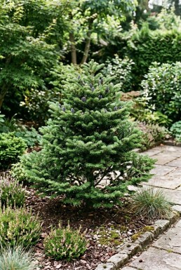 Abies koreana 'Brillant' arbuste 50-60 cm C3